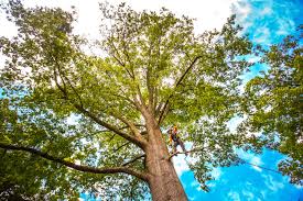 Best Pest Control for Lawns  in Lake Landor, VA