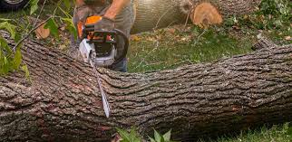 Best Lot and Land Clearing  in Lake Landor, VA