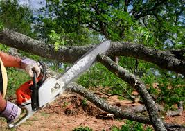 Best Leaf Removal  in Lake Landor, VA