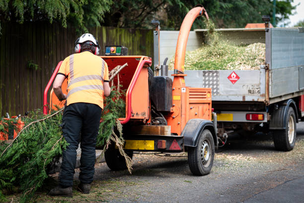 Professional Tree Services in Lake Landor, VA