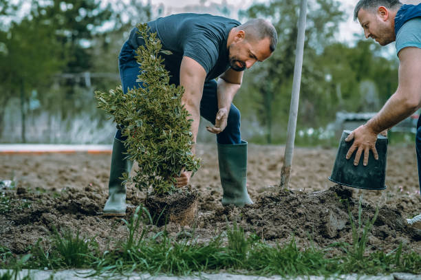Best Hazardous Tree Removal  in Lake Landor, VA