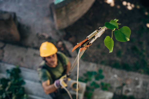 How Our Tree Care Process Works  in  Lake Landor, VA