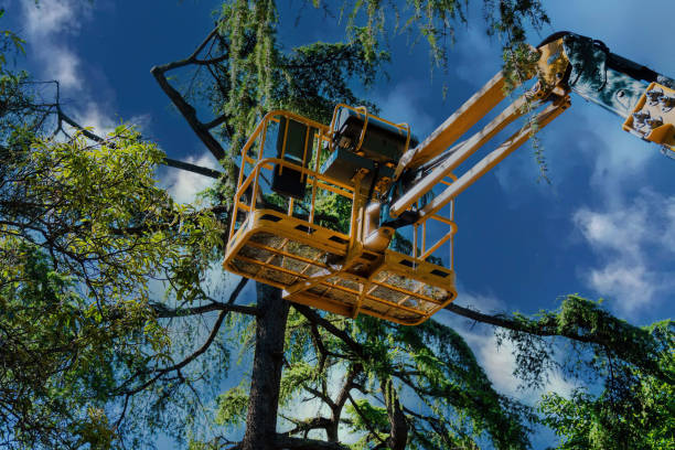 Best Tree Preservation Services  in Lake Landor, VA