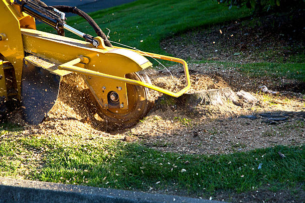 Best Lawn Grading and Leveling  in Lake Landor, VA