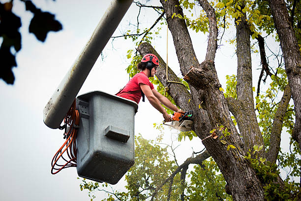 Best Tree Disease Treatment  in Lake Landor, VA