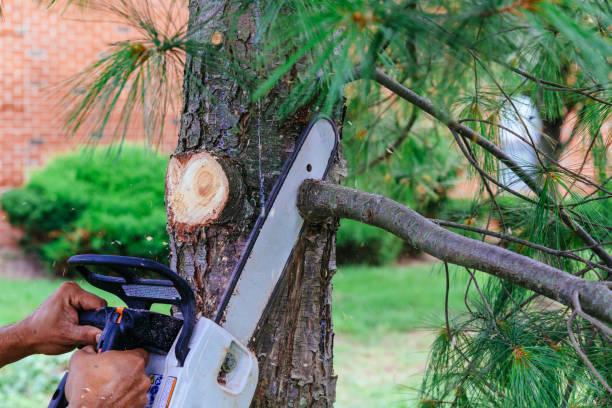 Best Firewood Processing and Delivery  in Lake Landor, VA